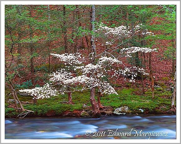 450751 Dogwood and the Little River